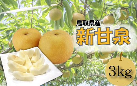 【先行予約】安田農園 梨 ”新甘泉” 3kg箱｜鳥取 岩美 梨 なし ナシ※お届けは2026年8月下旬以降【41030】