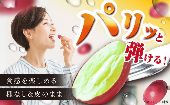 【2026年先行予約】【8月初旬頃から順次発送】島根県オリジナル品種「神紅」1房 500g以上 産地直送 種なし葡萄 島根県雲南市/池田ぶどう農園　 [AIAA001]