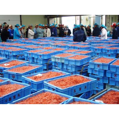 ふるさと納税 静岡市 <原藤商店>由比港産　生桜えび95g&釜あげ桜えび80g |  | 03