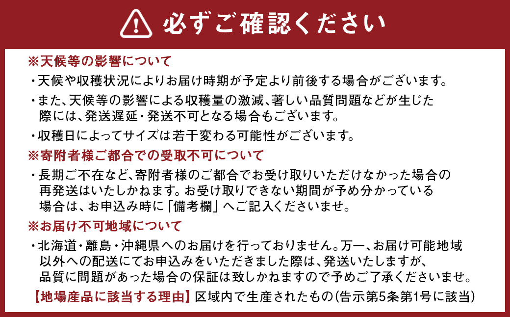 熊本県産朝掘り筍　約2kg