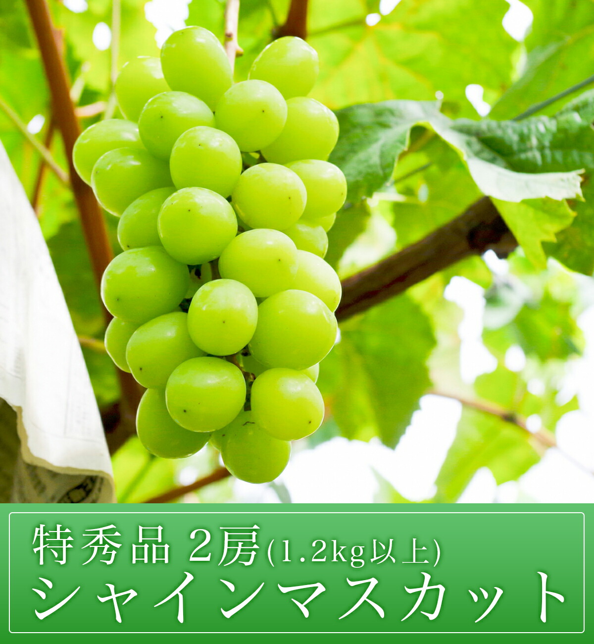 ＜ 先行予約 ＞ ぶどう シャインマスカット 特秀 1.2kg以上 2房 【2026年10月上旬～11月上旬発送】 農家直送 山形県 朝日町産 山形産 ぶどう ブドウ 葡萄 果物 フルーツ 秋