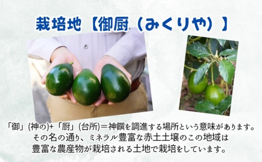 完熟国産アボカド「御厨(みくりや)アボカド」2玉～3玉( アボカド 国産 御厨アボカド 果物 )【149-0002】