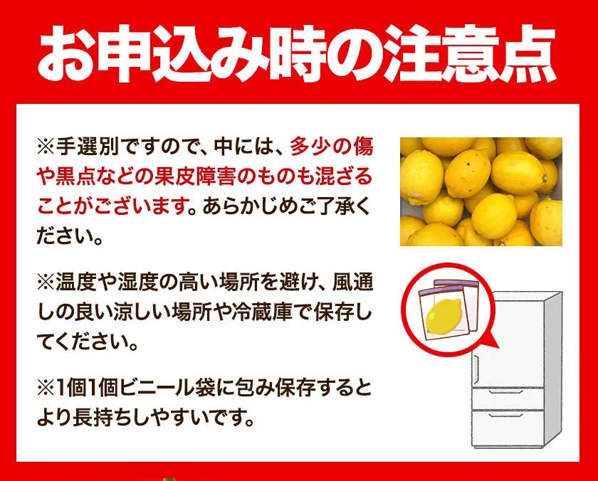 有田産 レモン 約 5kg 厳選館 レモン 檸檬