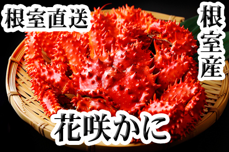【12/31決済分まで1月中配送】 【北海道根室産】花咲かに400g前後～550g前後×3尾 B-36015