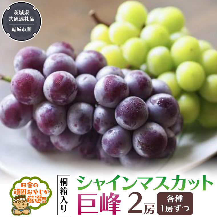 【 桐箱入り 】 シャインマスカッ トと 巨峰 （各種1房ずつ） 【2026年8月から発送開始】（茨城県共通返礼品 [ぶどう]：結城市産） シャインマスカット 巨峰 ぶどう 果物 フルーツ 季節 旬 [BI396-NT]