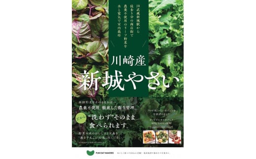 
ミシュランシェフ御用達 鮮度2週間 無農薬6種リーフ500g
