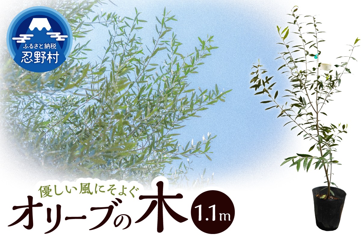 
                  植木　オリーブ　1.1ｍ
                