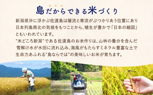 【定期便 令和8年産新米 9か月】 佐渡島産コシヒカリ 玄米 10kg 令和8年産新米 特別栽培米 | 新潟県産コシヒカリ 新潟産コシヒカリ 佐渡産コシヒカリ 新潟県産こしひかり 佐渡産こしひかり お