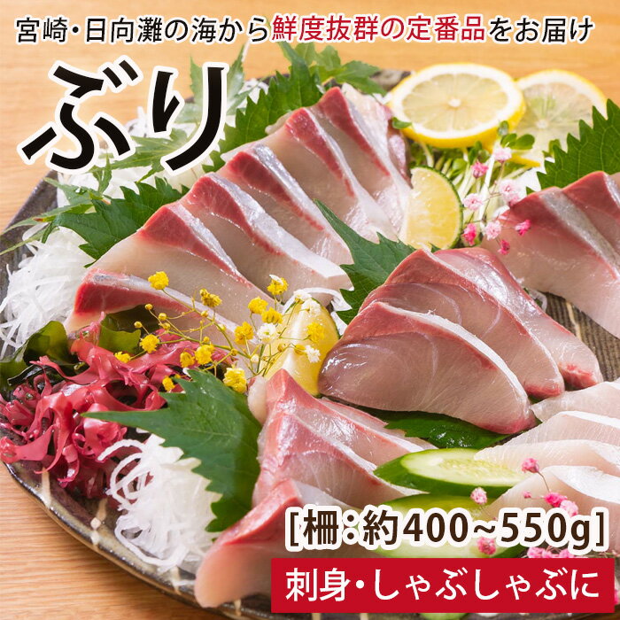 【ふるさと納税】【北海道・離島配送不可】日向灘ぶりのお刺身(約400～550g)魚介 魚 旬 海鮮 ブリ 鰤 ぶり柵 刺身 しゃぶしゃぶ 冷蔵 宮崎県 門川町【UZ-03】【請関水産】