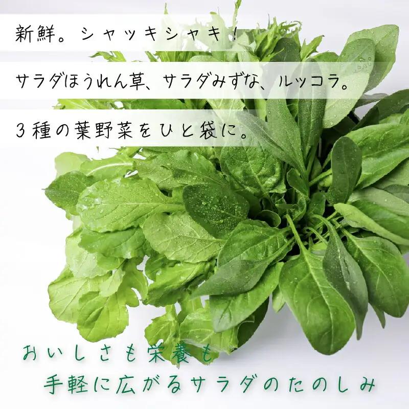 3種ミックス ルッコラ ほうれん草 みずな サラダセット | 水菜 ほうれんそう 水耕 栽培 新鮮 葉物 野菜 ドレッシング 南国市