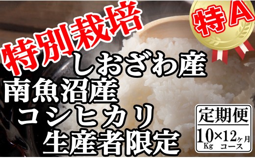 
                  【令和7年産】【定期便：10Kg×12ヶ月】特別栽培 生産者限定 南魚沼しおざわ産コシヒカリ【定期便 銘柄米 ブランド米 精米 こしひかり コシヒカリ 魚沼産 新潟米 産地直送 お米 米 こめ コメ ご飯 御飯 ごはん】
                
