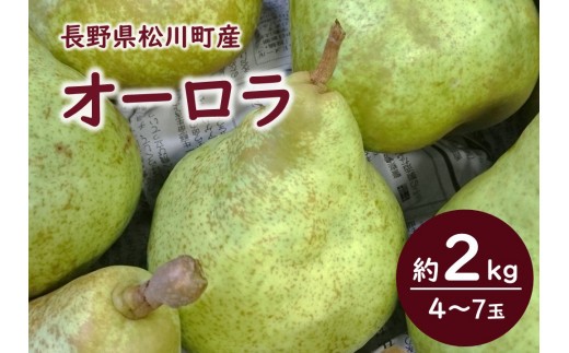 KL07 洋梨 オーロラ 約2kg 贈答 松川町産／2026年9月上旬頃 配送 // 長野県 南信州 松川町 洋梨 洋ナシ 洋なし オーロラ 産地直送 農家直送 農家支援 贈答 果物 西洋梨 フルーツ