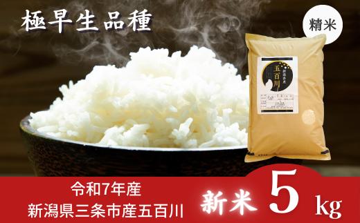 新米 [極早生] 新潟県三条市産五百川 5kg 令和7年産 精米 [外山敏雄商店]【015S191】