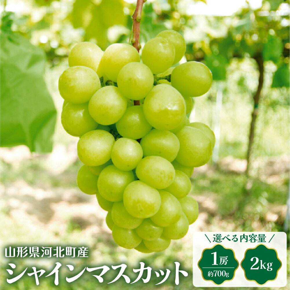 【ふるさと納税】【令和7年産】 シャインマスカット ( 選べる 700g / 2kg ) 国産 マスカット 緑 ぶどう ブドウ 葡萄 常温便 フルーツ 果物 果肉 青果 お取り寄せ 東北 山形県 河北町 【JAさがえ西村山】
