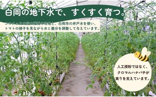 【先行予約】【12月中旬より順次発送】白岡市産 ミニトマト「おやつトマト」小鈴 1.3kg 化粧箱入り 甘みと酸味の濃い味わい 皮がやわらかい 完熟収穫 常温便 埼玉県産 野菜 おやつ お弁当 サラダ