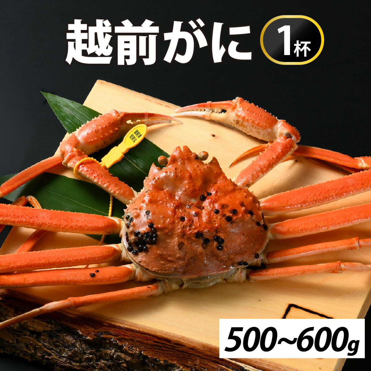 【ふるさと納税】[先行予約]【市場直送】冬の王者！茹で越前がに500-600g　1杯【11月中旬より順次発送、年末年始対応不可】 [G-065037] / かに 蟹 ずわい ズワイ 茹でがに 送料無料