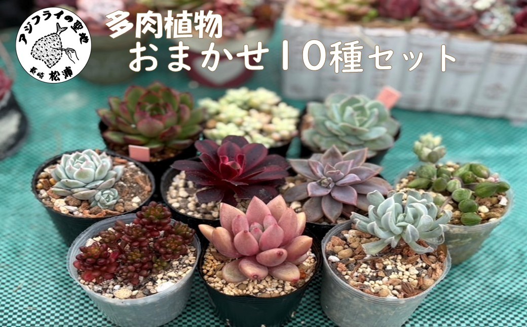 
                  多肉植物 おまかせ10種セット( 詰め合わせ 多肉 植物 苗 初心者 インテリア )【B1-200】
                
