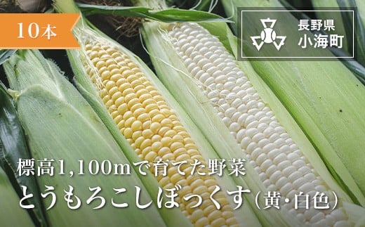 
                  あとくら農園 トウモロコシぼっくす（白色黄色）10本セット| 野菜 新鮮 旬 トウモロコシ 【 2026年発送 先行予約 】
                