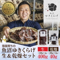 雪国育ちの魚沼ゆきくらげ 肉厚で大きい「生きくらげ」「乾燥きくらげ」セット