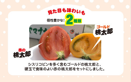 赤金2色（大玉）トマト SHAK005