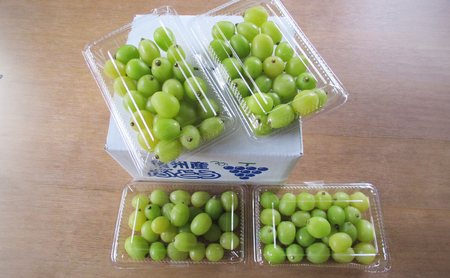 2026年産先行予約 粒シャイン300g×4　シャインマスカット 果物類 ぶどう フルーツ 果物 長野市