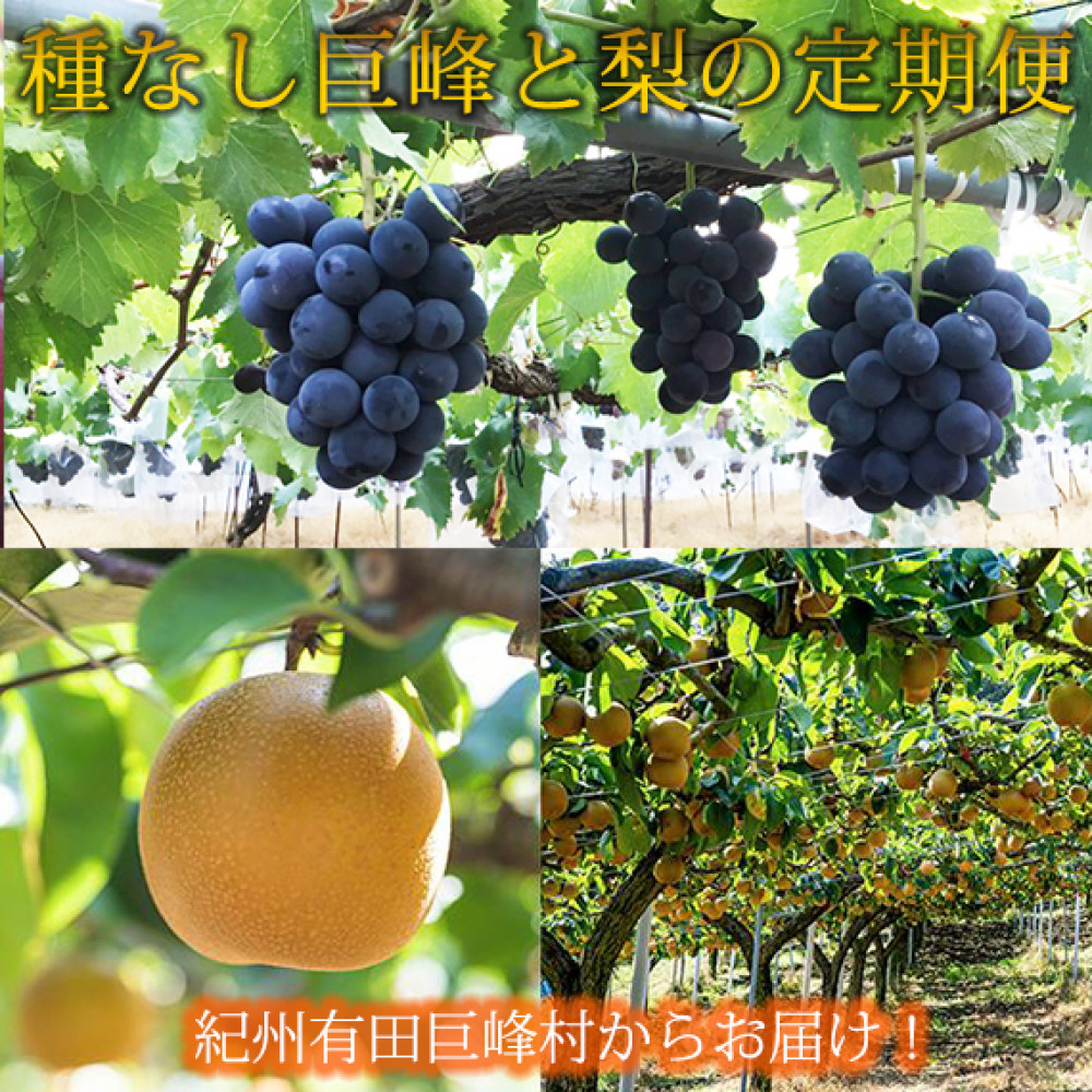 定期便 8・9月発送 紀州有田産旬のフルーツセット（種なし巨峰×約2kg・梨×約2kg 化粧箱入） AN066