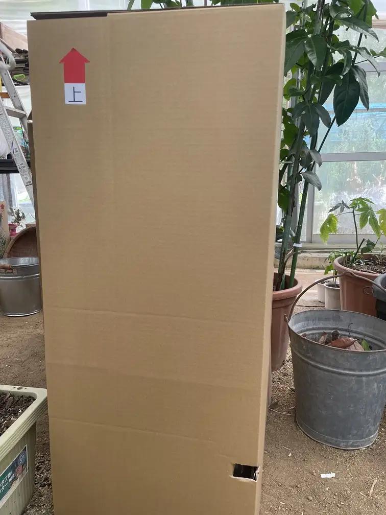 【先行予約】上郡町産 パパイヤの苗木 | パパイヤ 植物 トロピカル フルーツ 家庭菜園 兵庫県 上郡町