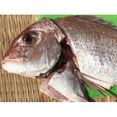竹中水産の八幡浜発!「天然真鯛〔下処理済)を味わうセット1〜2枚」【D22−276】【配送不可地域：離島・北海道・沖縄県】【1295245】
