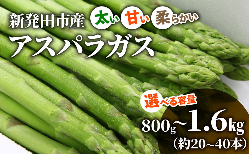 
            先行予約 アスパラガス 選べる 1.6kg 800g 令和7年産 アスパラ 甘い 太い 柔らかい 特産品 野菜 春野菜 夏野菜 JA北新潟 新潟県 新発田産 新発田市 C01P
          