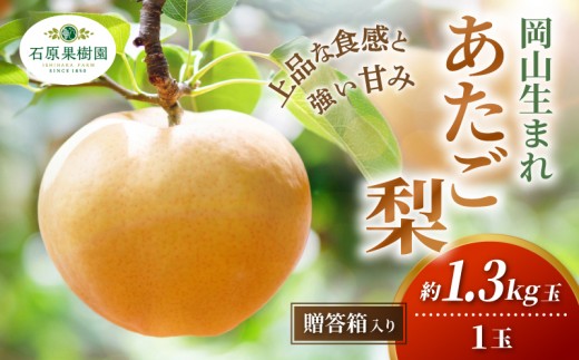 梨 あたご梨 先行予約 1玉 贈答箱 赤秀 約1.3kg 岡山県産 | あたご梨 愛宕梨 梨 特選品 上級品 贈り物 御歳暮 果物 くだもの フルーツ 和梨 石原果樹園【ishk004-01】