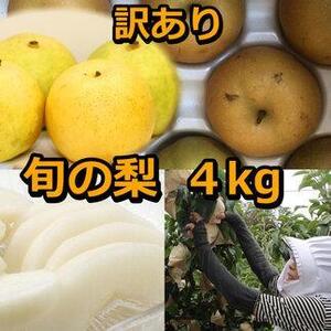 928.【訳あり】鳥取県産旬の梨セット 4kg ≪果物 フルーツ くだもの≫　※2025年8月下旬頃～12月下旬頃に順次発送予定