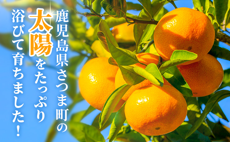 鹿児島県産 新生十万みかん 贈答用 約10kg 祝迫果樹園《1月中旬-2月中旬頃出荷》鹿児島県 さつま町 みかん 十万みかん 蜜柑 柑橘 果物 くだもの フルーツ ジューシー