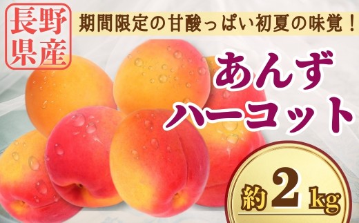 【2026年先行予約】あんず ハーコット 約2kg｜ 生あんず 果物 フルーツ 杏子 アンズ アプリコット 千曲市 長野県 信州