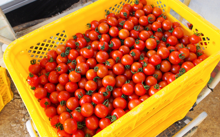 高知県産 フルーツトマト メルベーユ 約1.5kg / 高糖度 トマト とまと フルーツトマト 野菜 【株式会社　四国健商】[ATAF071]