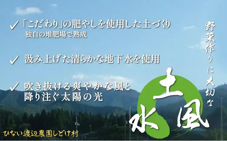 トロッとおいしいオクラ＜80本、約1000g＞　80P3206【ひない渡辺農園しどけ村】