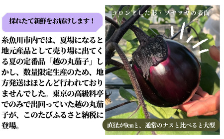 【期間限定】特選 丸なす！『越の丸茄子』9玉入り 特級Aクラス 1箱 JA ナス【新潟県 糸魚川市 期間限定 ブランド野菜 夏 ステーキ 煮物 まるなす マルナス 野菜 特産品 産地直送 新潟限定 ブ