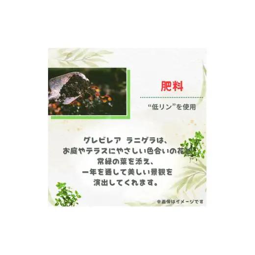 グレビレア　ラニゲラ ／ グレビレア ラニゲラ 植物 観葉植物 鉢植え