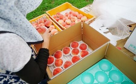 No.3008 桃（あかつき）約1kg【2026年発送】