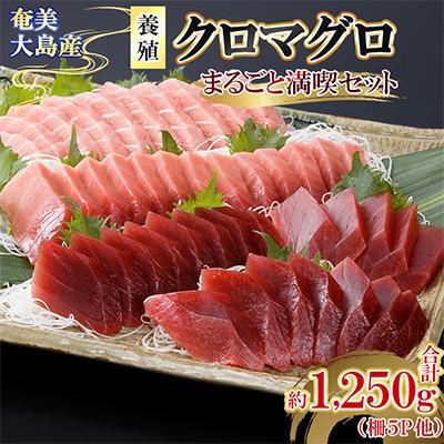 ふるさと納税 瀬戸内町 奄美大島産養殖クロマグロまるごと満喫セット(柵5P他)