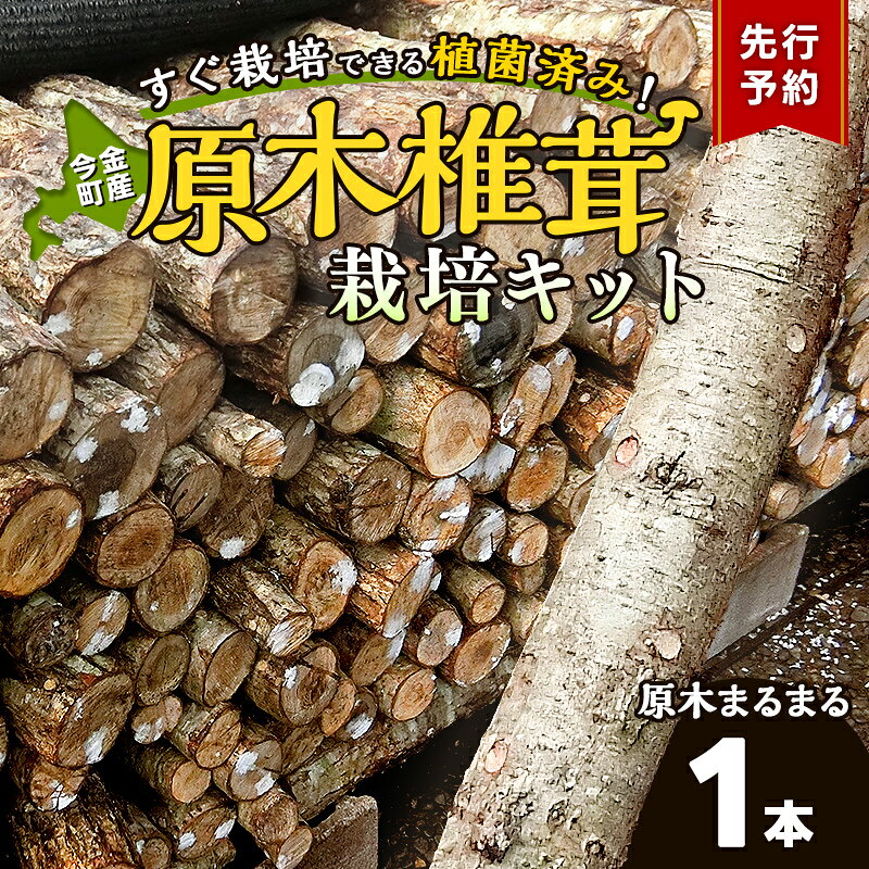 【ふるさと納税】＼先行予約／北海道今金町産 原木しいたけ栽培キット しいたけ原木1本 椎茸 シイタケ きのこ キノコ 野菜 採れたて F21W-593