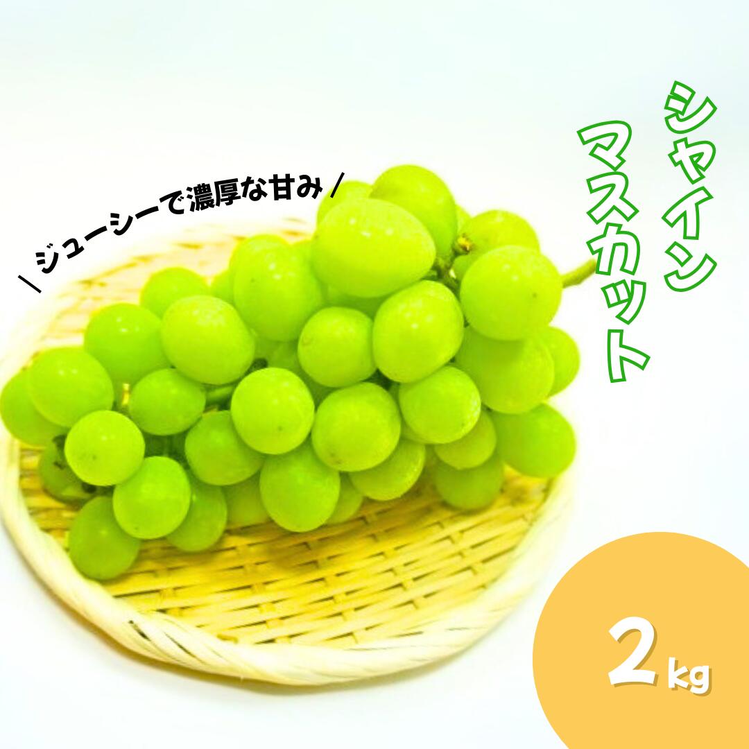 【ふるさと納税】【2025年先行予約】【9月中旬頃~発送予定】朝採り！千曲市産 シャインマスカット 2kg ぶどう ブドウ 葡萄 信州 長野県