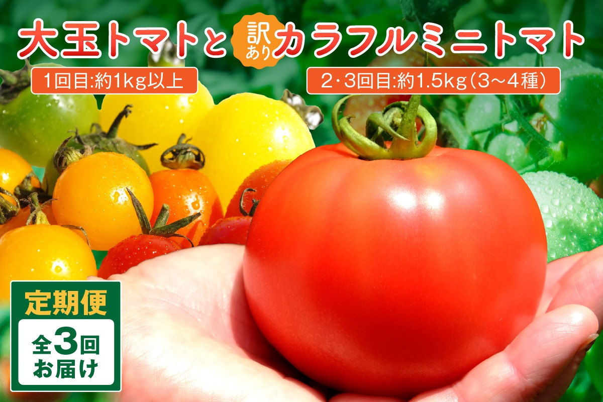 
                  【3回定期便】京丹後産 大玉トマト・訳ありカラフルミニトマト（2026年5月下旬～発送）　MY00014
                