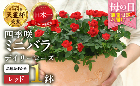 【母の日】ミニバラ レッド  鉢植え デイリーローズ 産地直送 品種おまかせ のため 訳あり [5月7日～10日 お届け] 四季咲き 花 ガーデニング 生産量 日本一 天皇杯 沖縄 離島配送不可 薔薇 セントラルローズ [mt1898red] 25000円