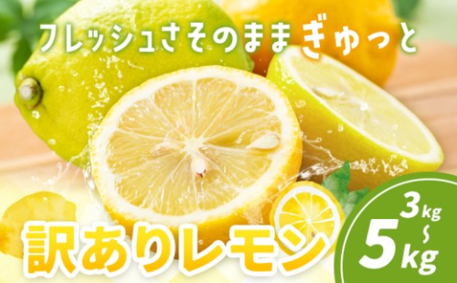 訳あり レモン 選べる 3kg 5kg《10月上旬-12月下旬頃出荷》熊本県 津奈木町 青果物 レモン れもん 果物 フルーツ 国産 家庭用