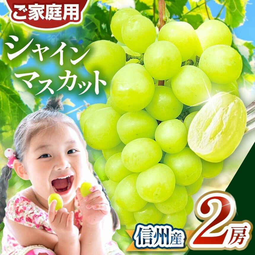 【ふるさと納税】 【2026年発送】先行受付 シャインマスカット 2房（約1kg）｜ ふるさと納税 長野県 松本市 信州産 ぶどう フルーツ 大人気 葡萄 種なし 皮ごと食べれる 産地直送 フルーツ 果実 果物