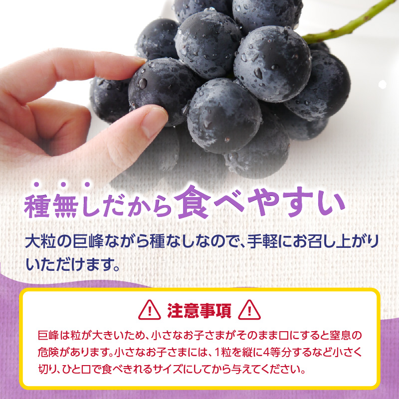 【先行受付】種なし 巨峰 1.4kg（350g×4パック）｜2026年7月上旬〜発送予定 産地直送 朝採れ 種なし 甘い ジューシー 大粒 数量限定 冷蔵 ぶどう ブドウ 葡萄 デザート 果物 くだも