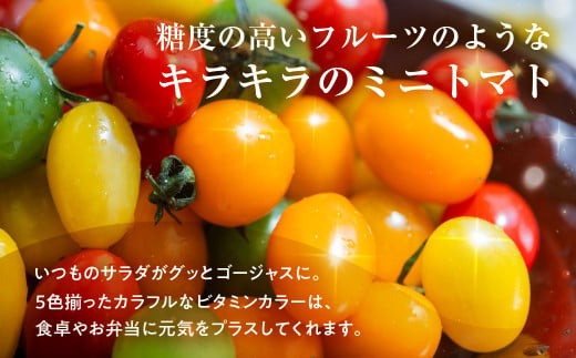 【先行予約】農業王国豊橋の『フルーツトマト　あまえぎみ（オレンジ、グリーン）とクレア（レッド、オレンジ、イエロー）の５色MIX』１kgバラ