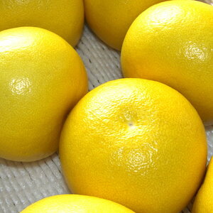 【C06037】温室　水晶文旦　3kg・6～7玉　特産品[期間限定品]