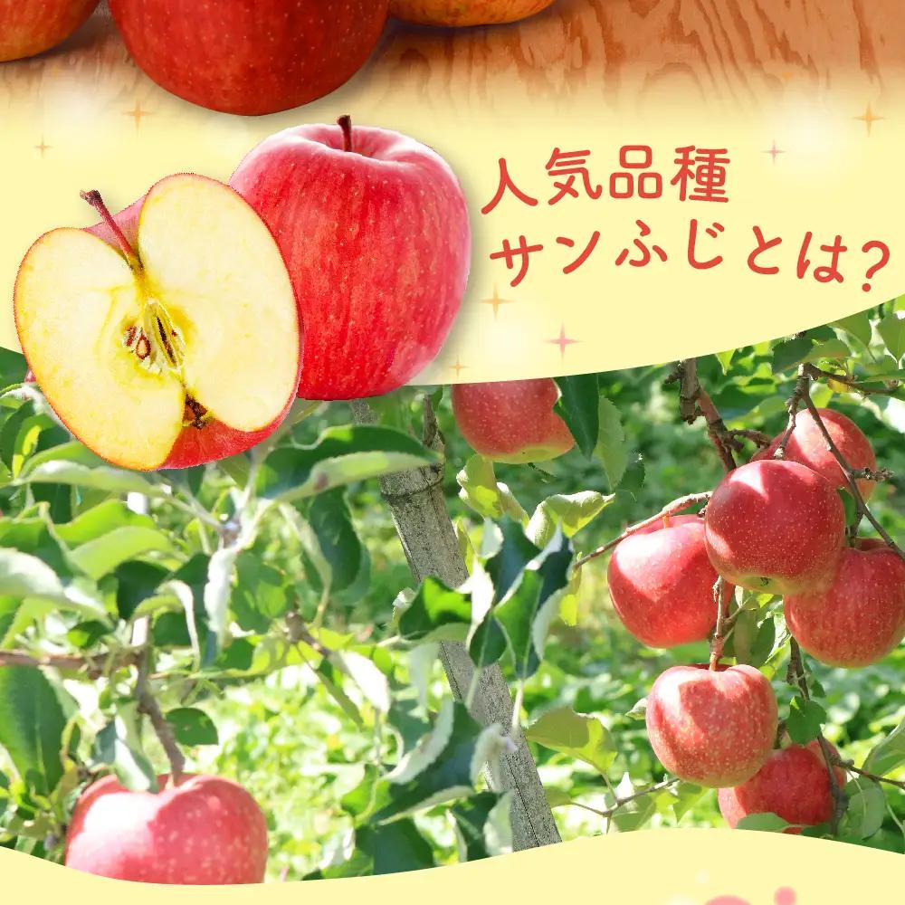 【2026年12月下旬発送】【訳あり】 りんご 約5kg 青森県産 サンふじ 家庭用 りんご