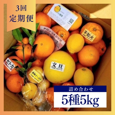 
            ＜発送月固定定期便＞1～3月の季節の柑橘詰め合わせ5kg(3回定期便)毎月違う楽しい柑橘Box全3回【4072435】
          